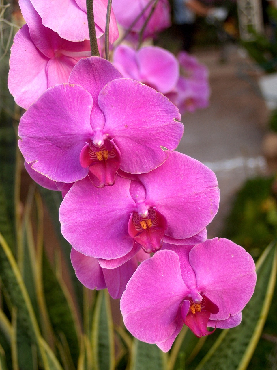 orchid flower bright free photo