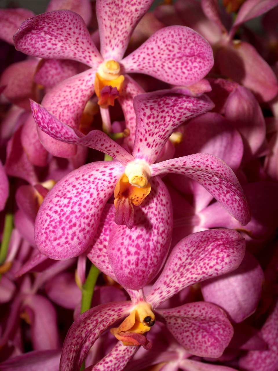 orchid flower bright free photo