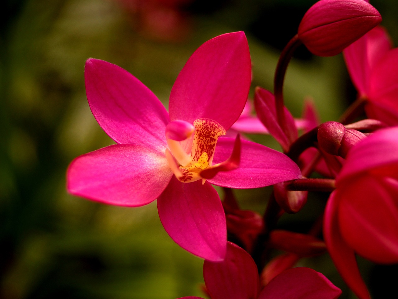 orchid flower bright free photo