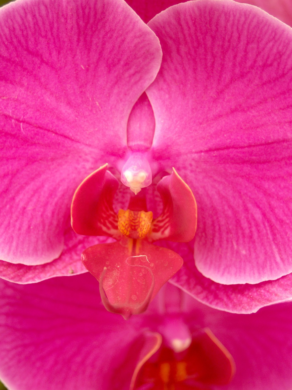 orchid flower bright free photo