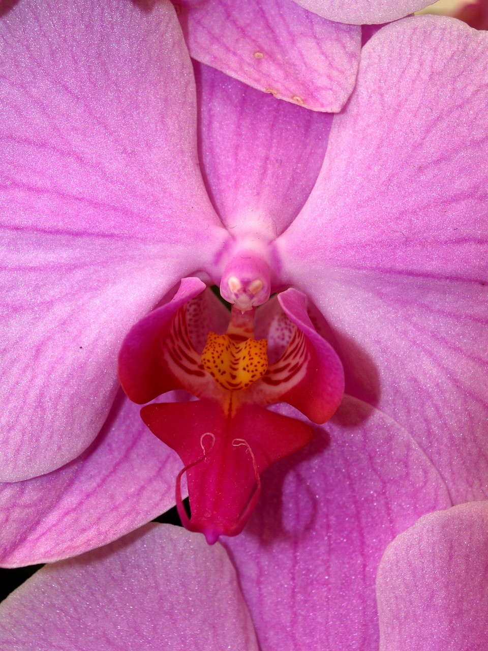 orchid flower bright free photo