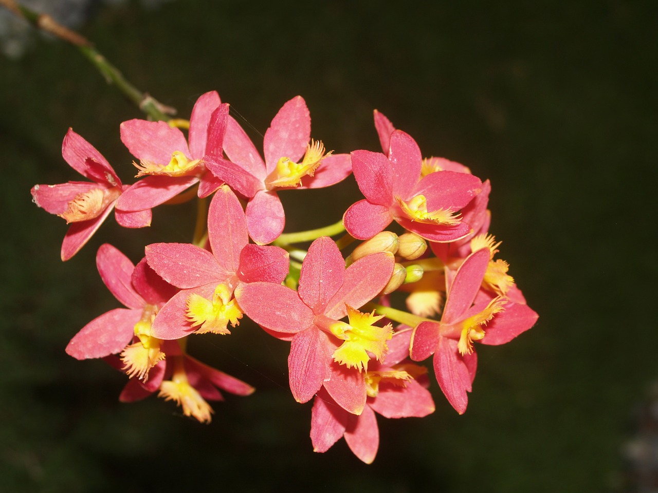 orchid flower bright free photo