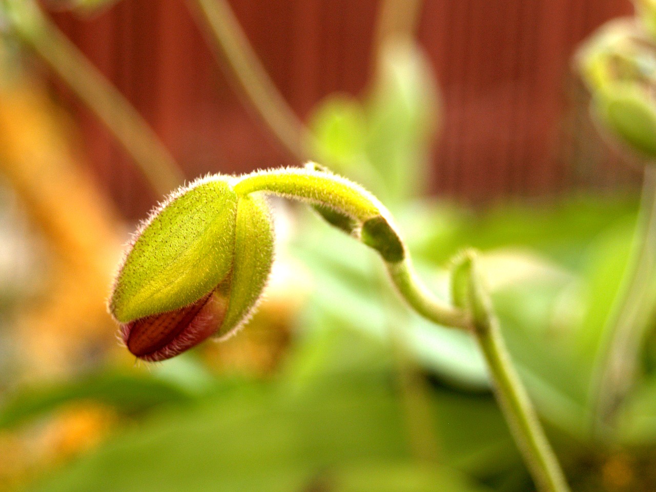 orchid flower bright free photo