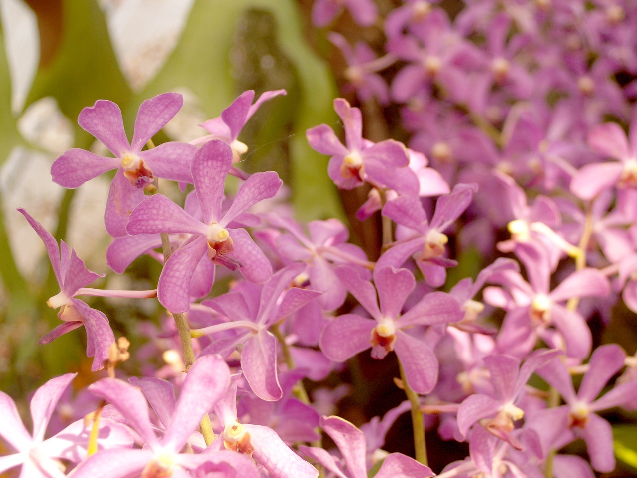 orchid flower bright free photo