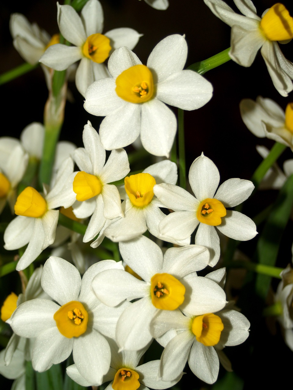 orchid flower bright free photo