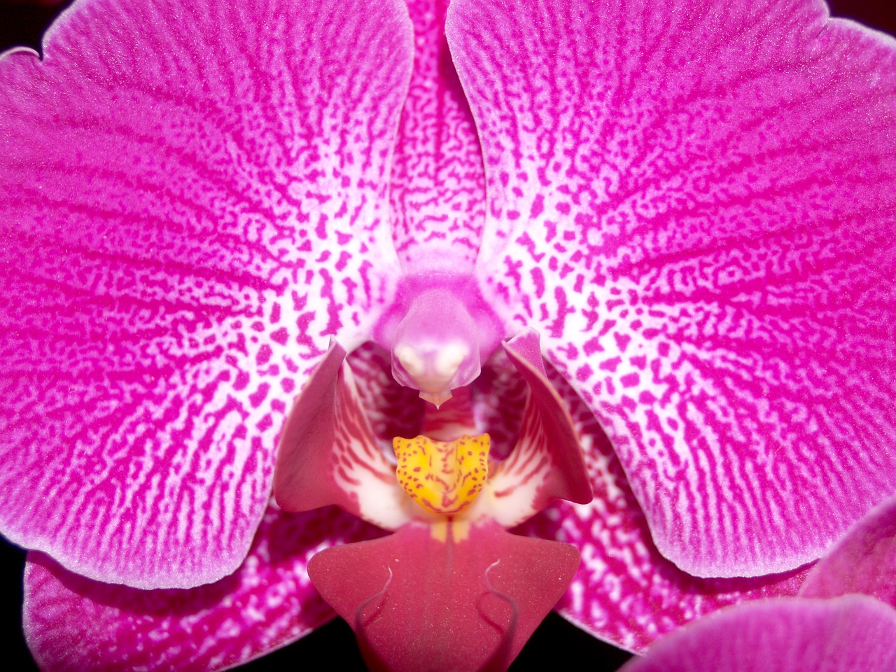 orchid flower bright free photo