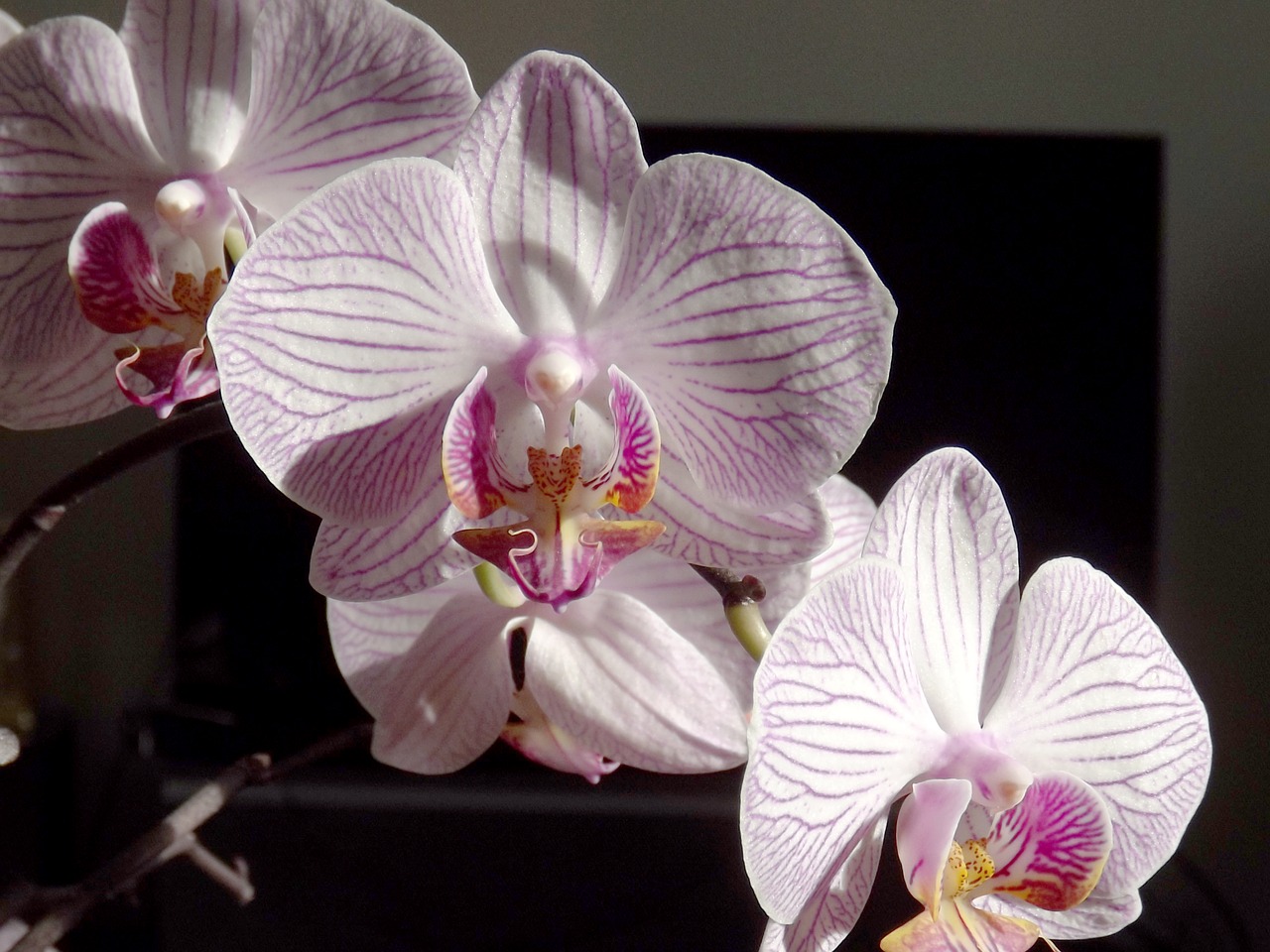 orchid phalaenopsis white free photo