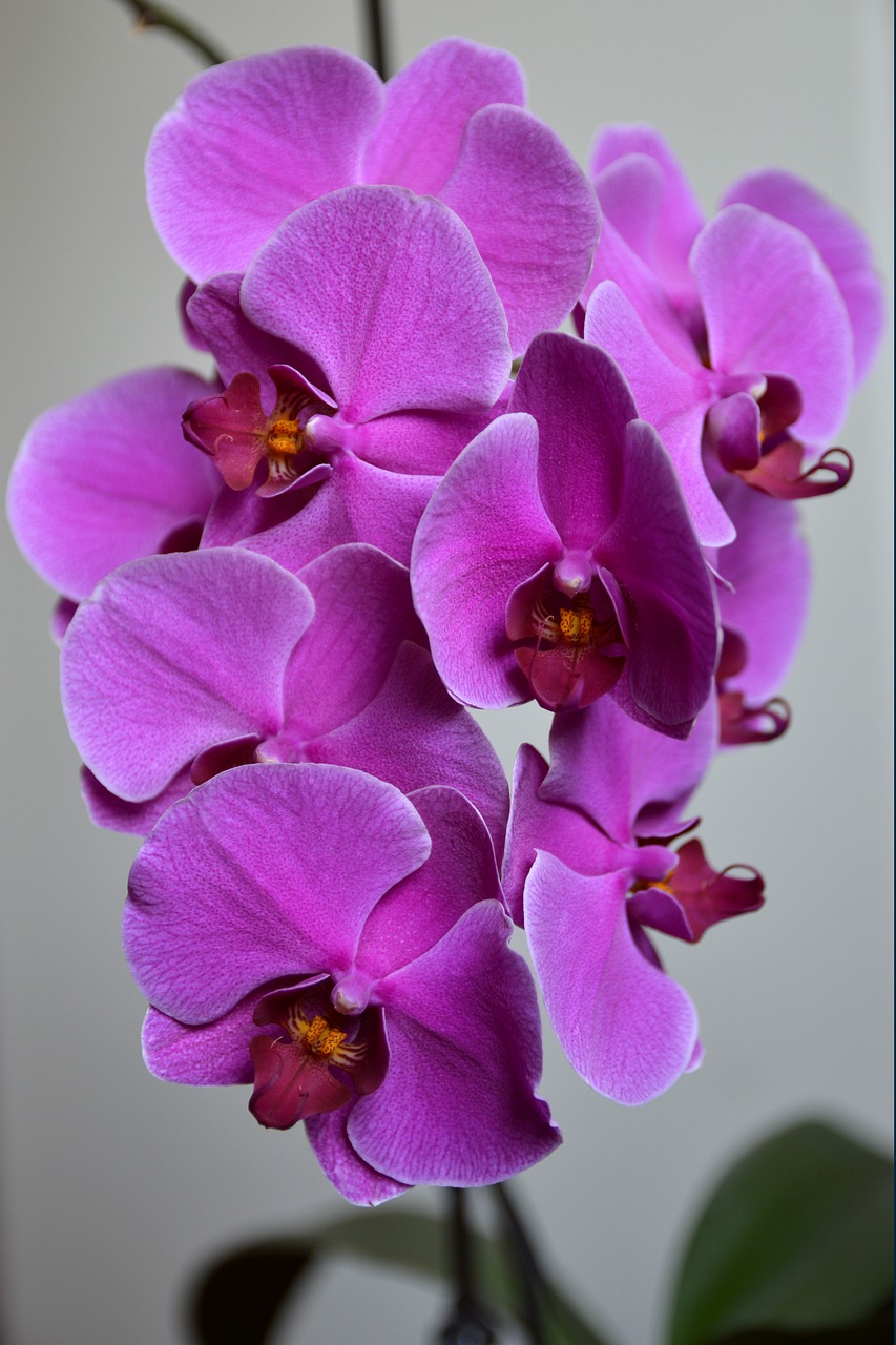 orchid flower plant free photo