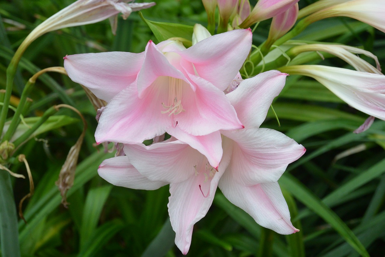 lily light pink flower free photo