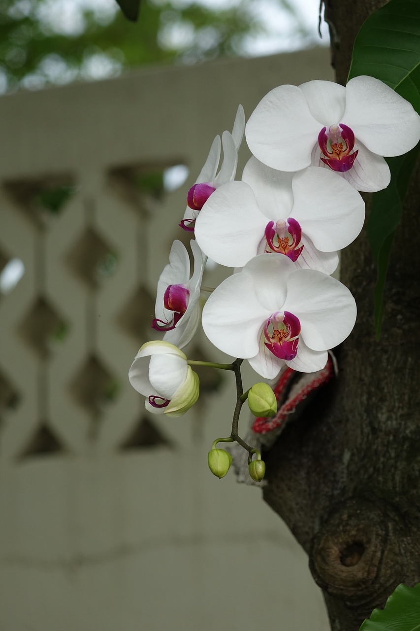 orchid flower white flower free photo