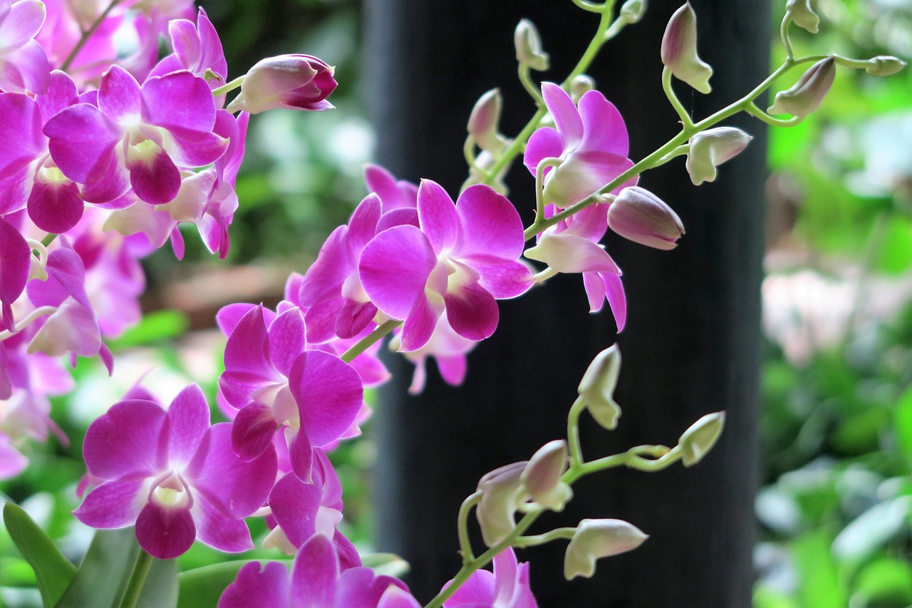 orchid flowers exotic free photo