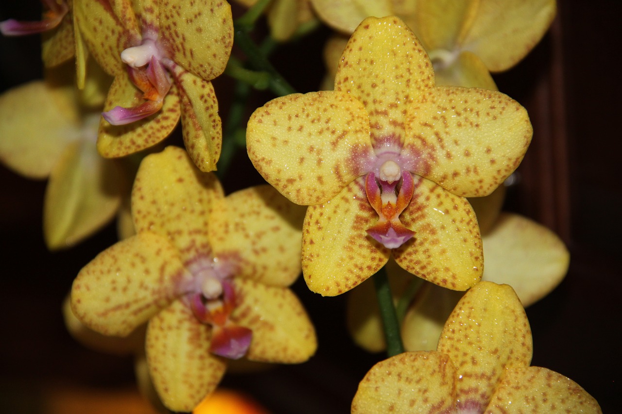 orchid yellow flower free photo