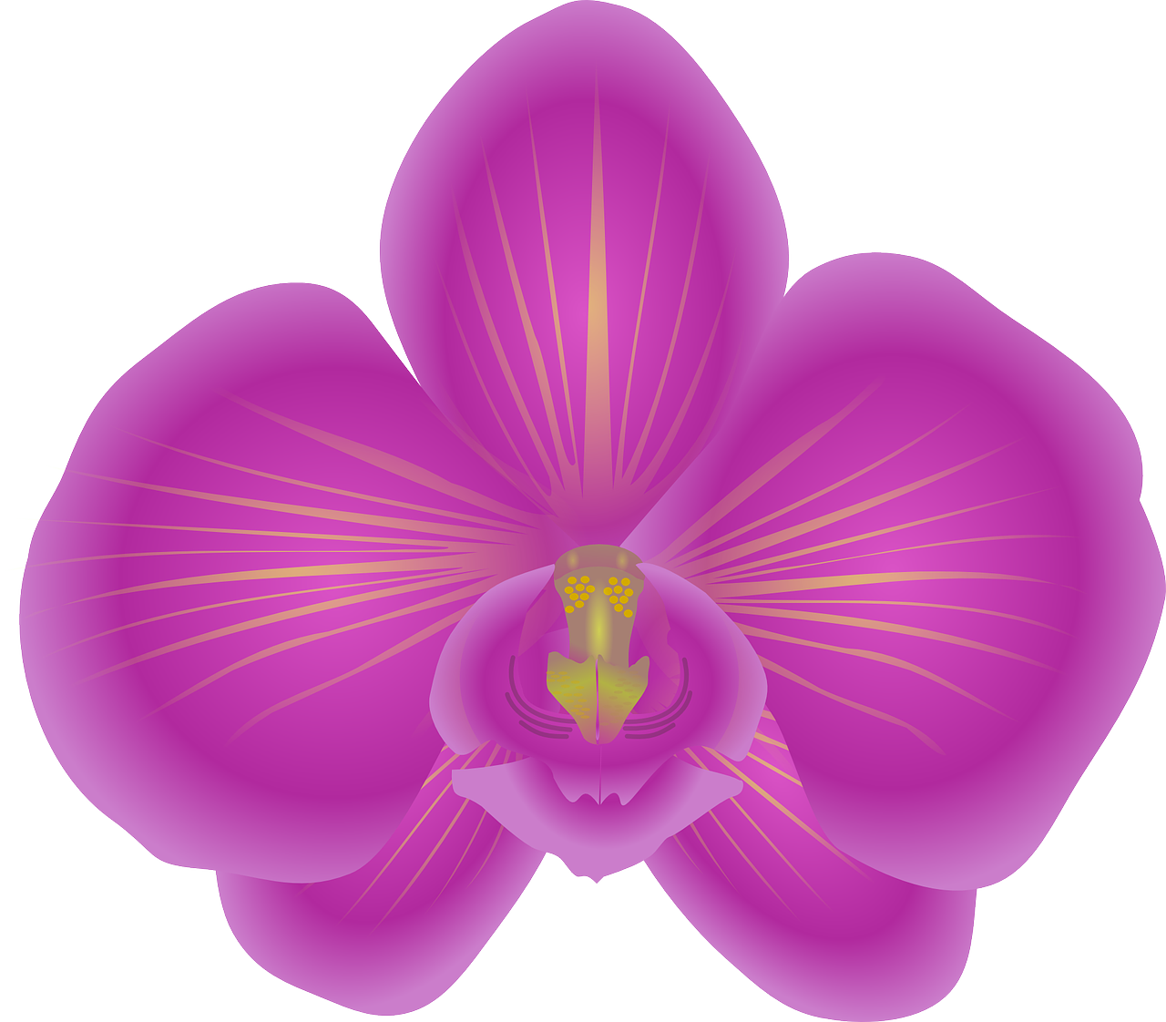 orchid flower bloom free photo