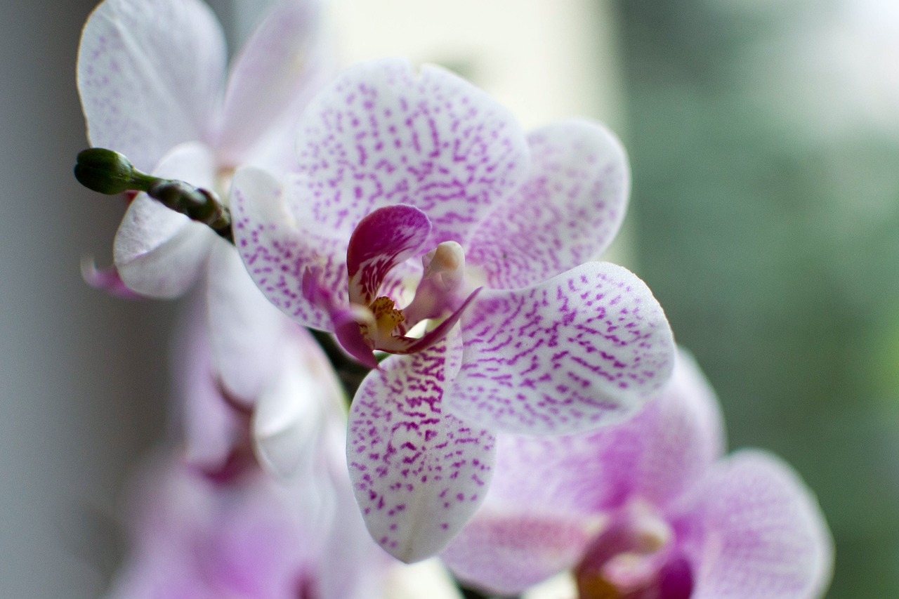 orchid flower orchidea free photo