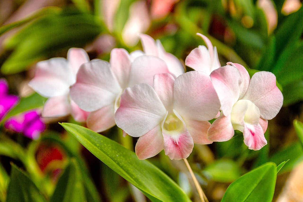 orchid white orchids white free photo