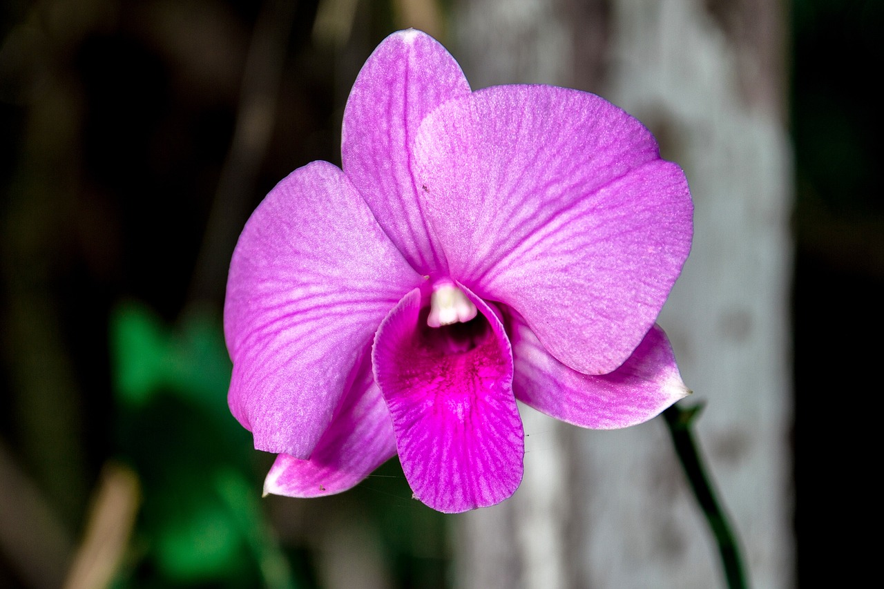 orchid pink orchid pink free photo