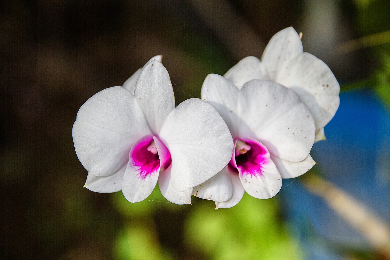 orchid white orchids white free photo