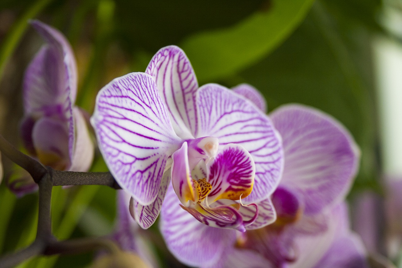 orchid phalaenopsis flower free photo