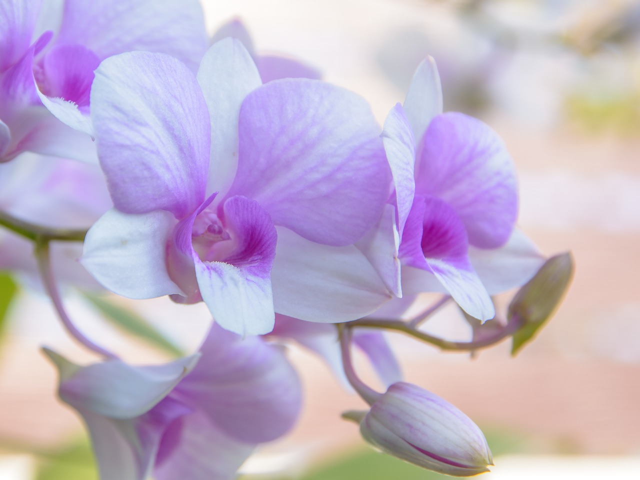 orchid flower background free photo