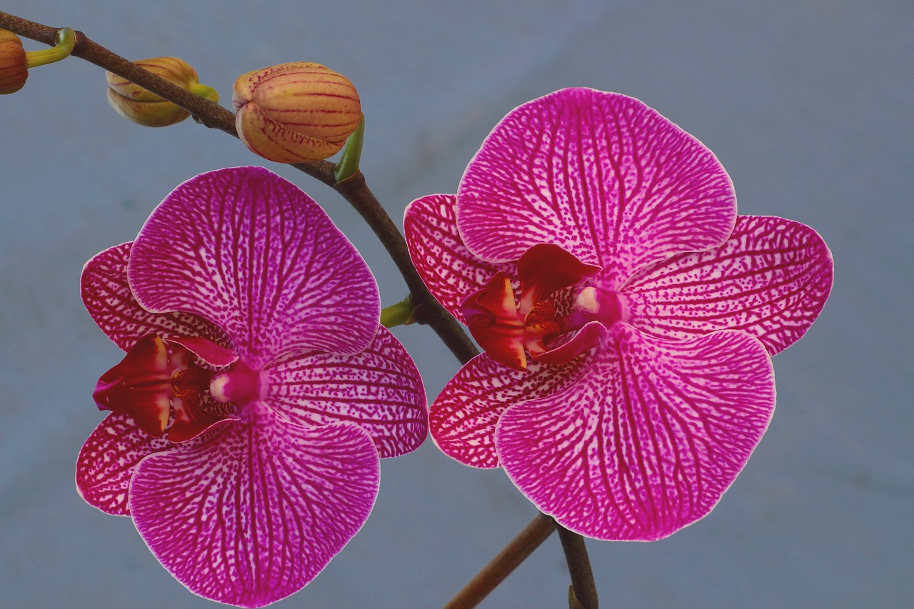 orchid blossom bloom free photo