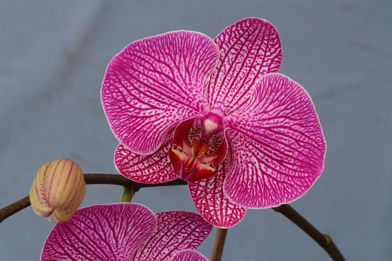 orchid blossom bloom free photo