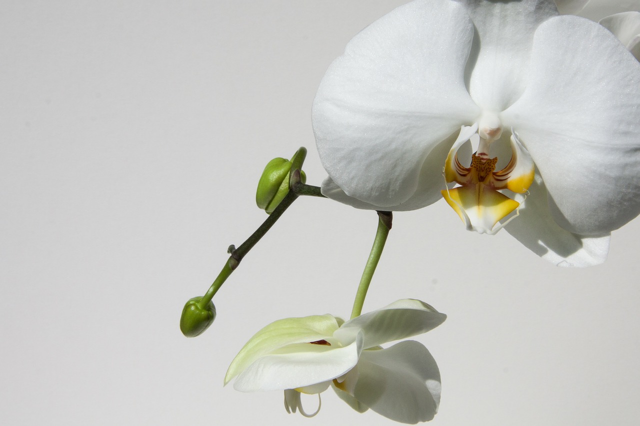 orchid bud white free photo