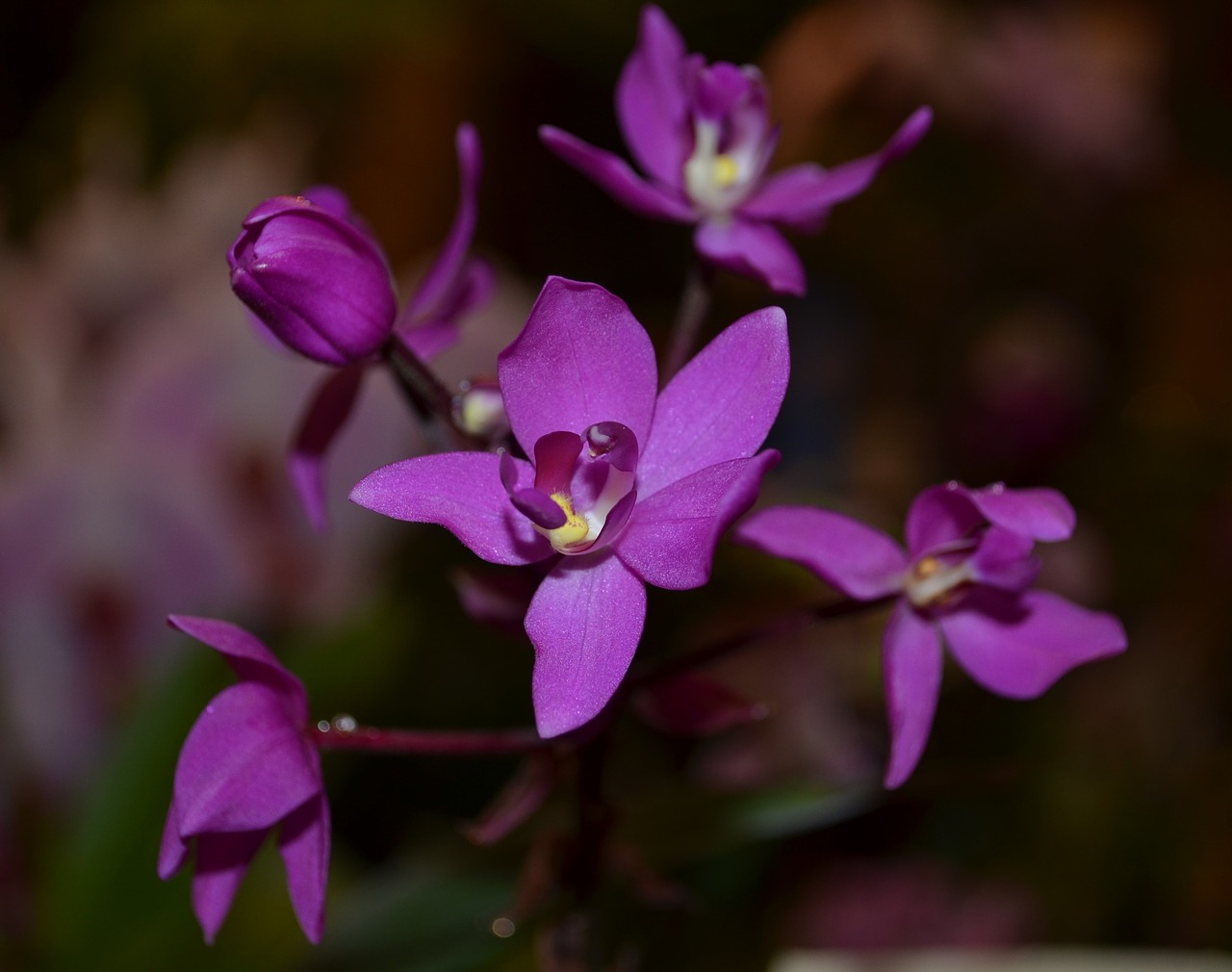 orchid purple flower free photo