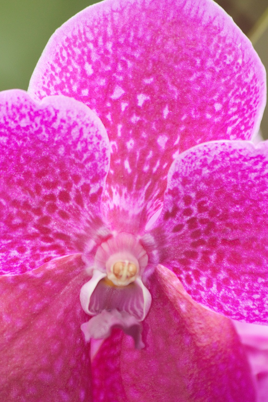 orchid pink white free photo