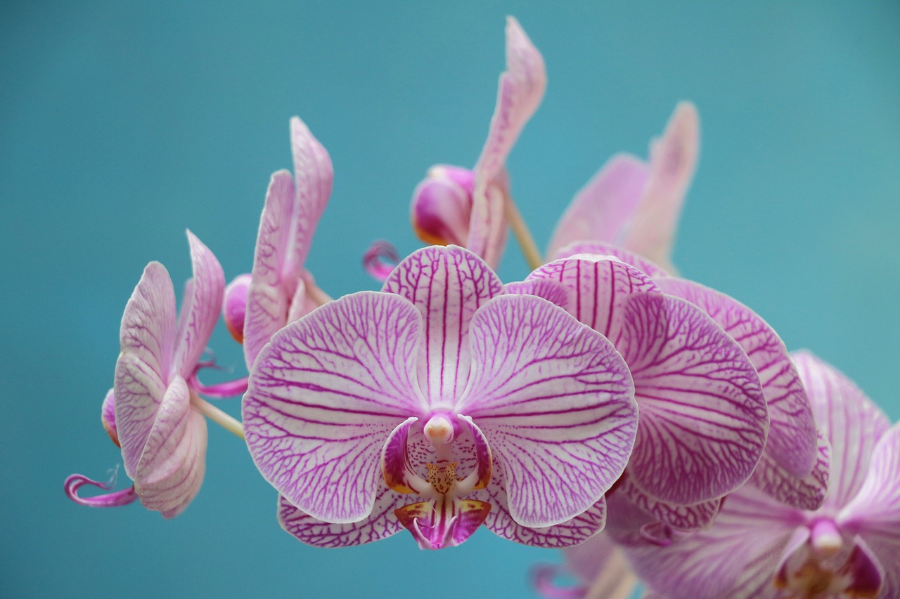 orchid purple flower free photo