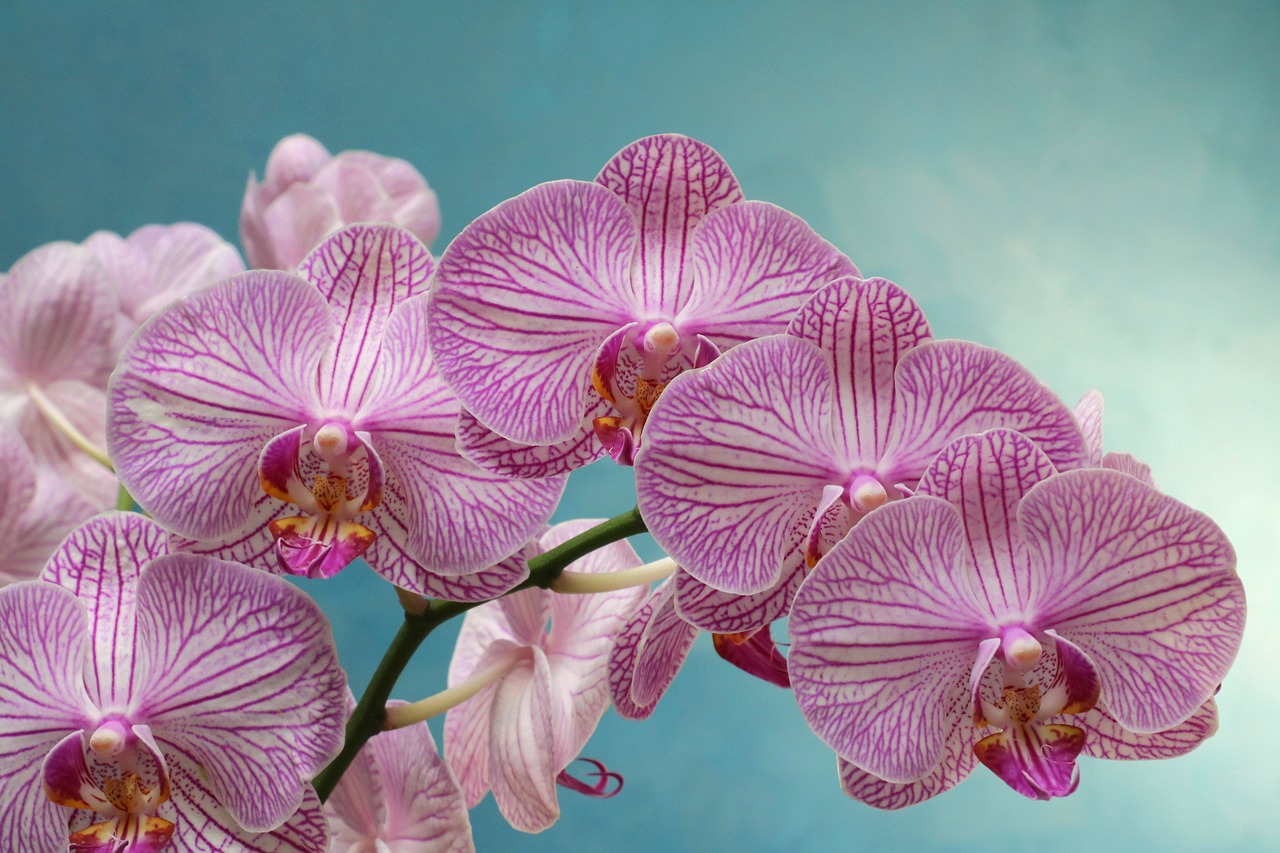 orchid purple flower free photo