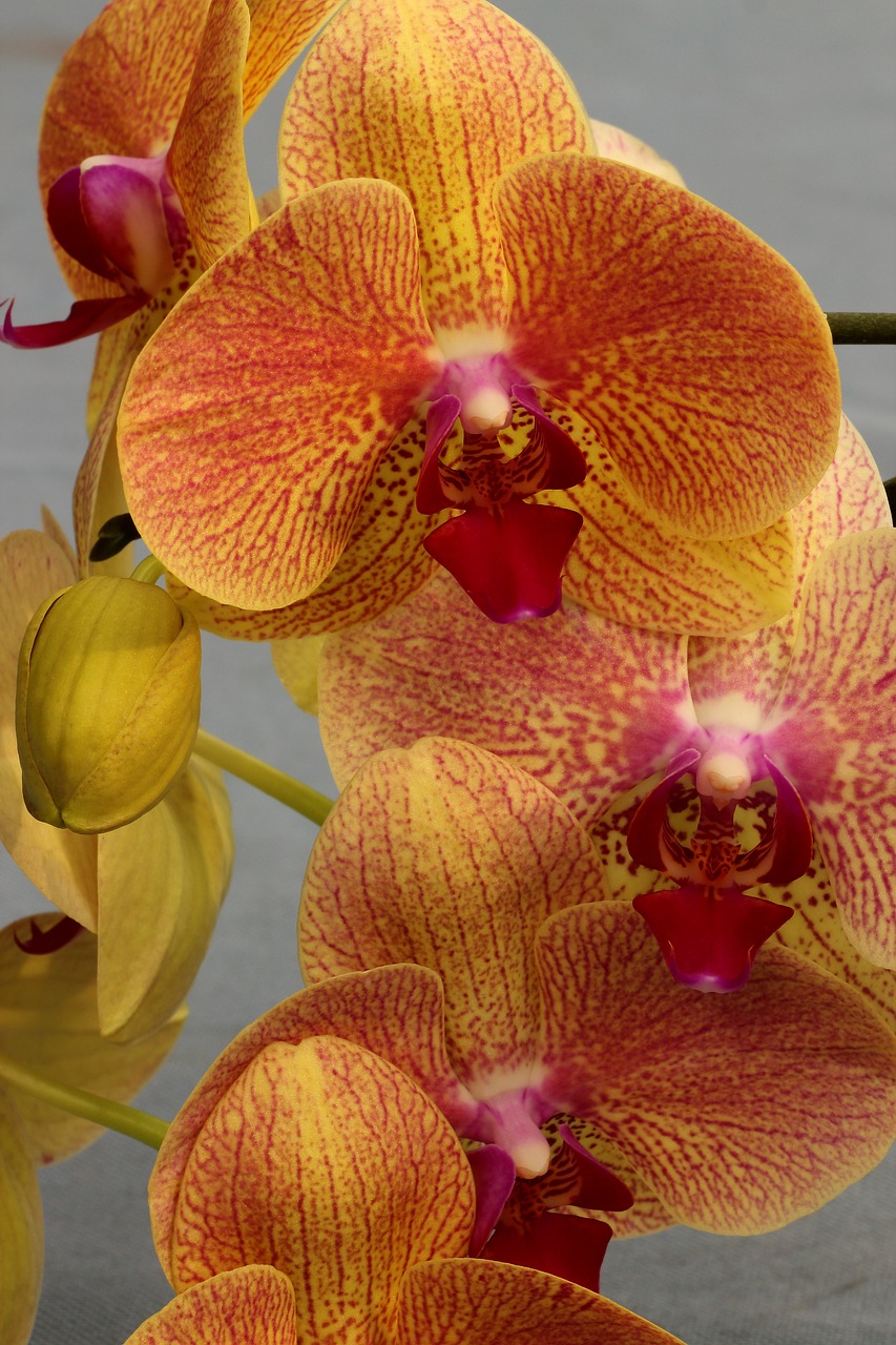 orchid orchid flower blossom free photo