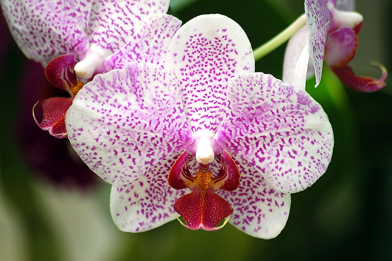 orchid flower floral free photo