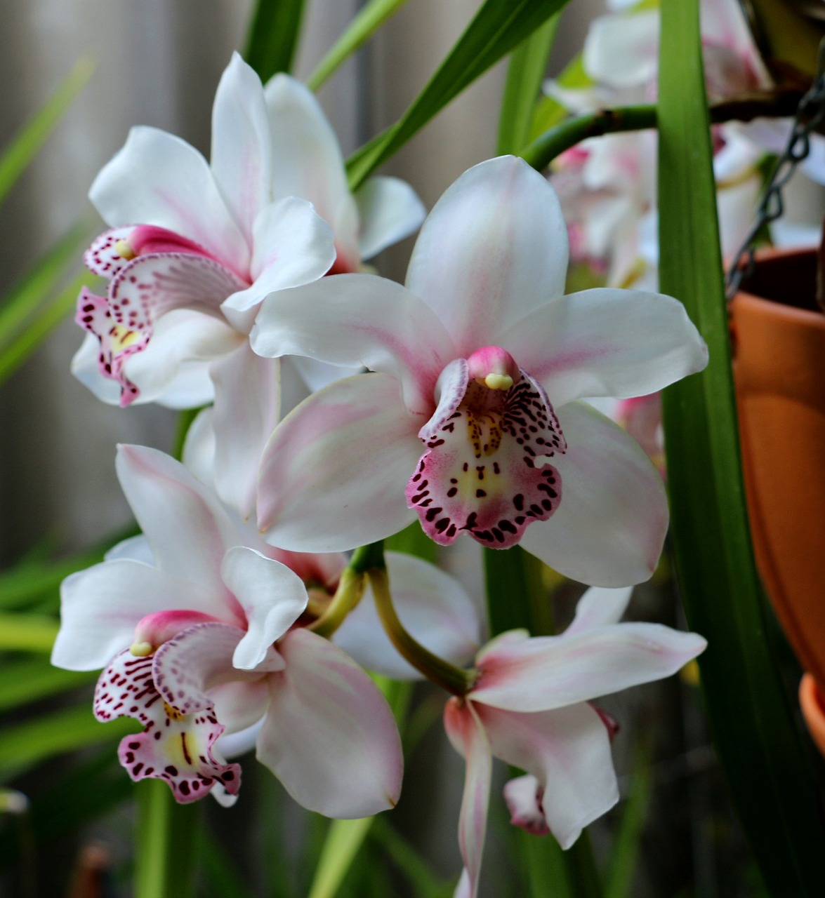 orchid flower garden free photo