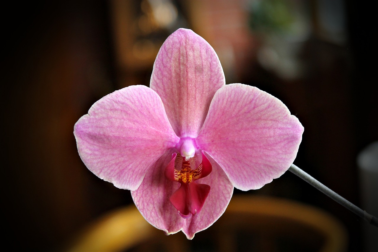 orchid flower plant free photo