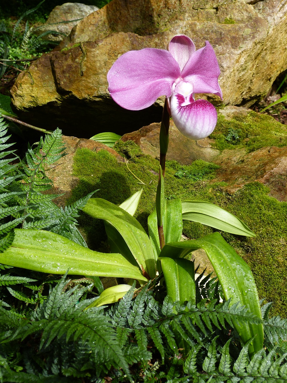 orchid flower blossom free photo