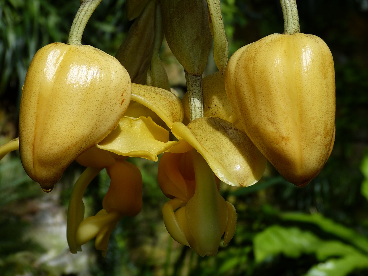 orchid flower blossom free photo