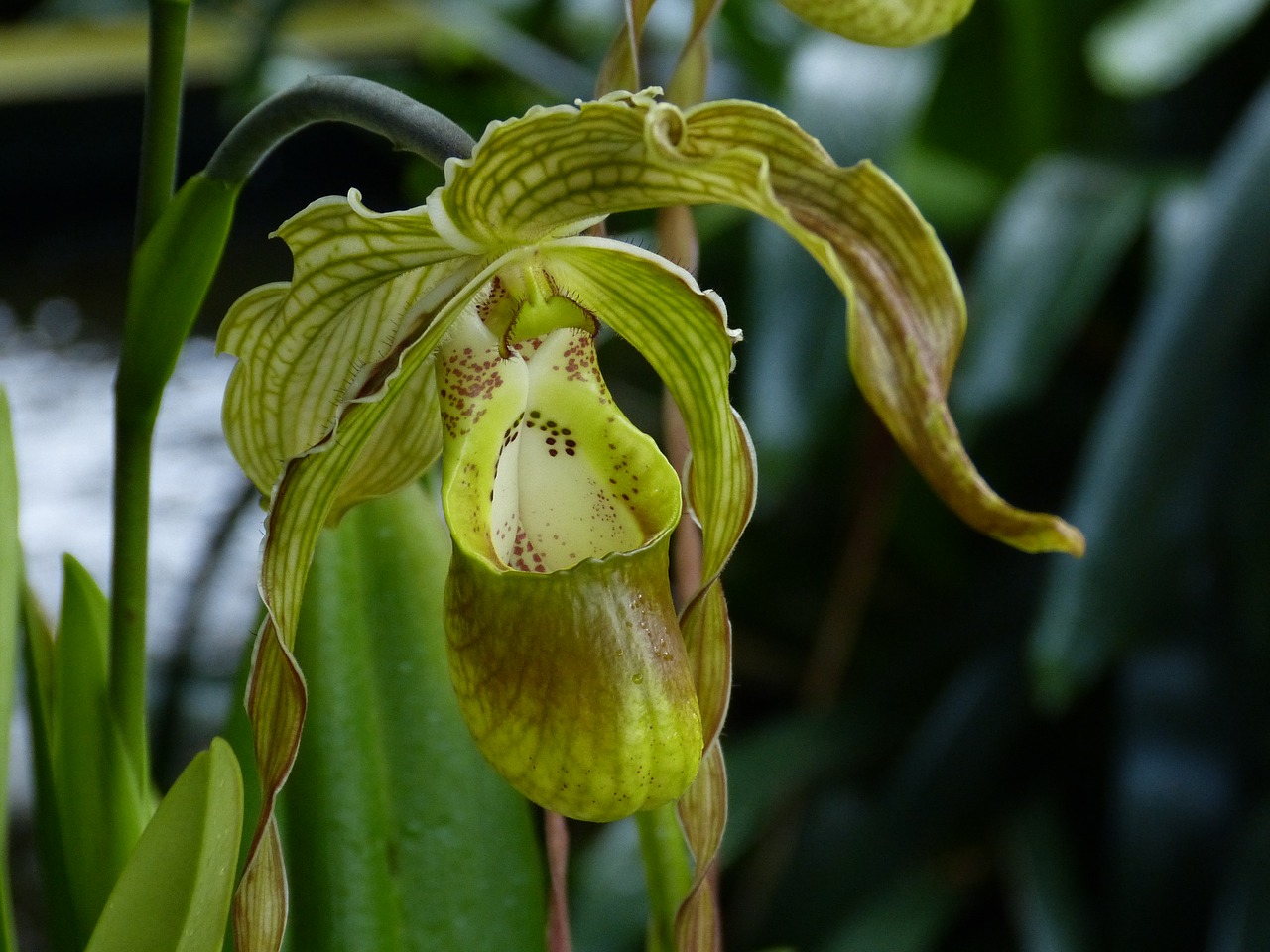 orchid flower blossom free photo