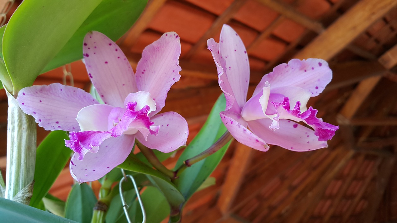 orchid flowers garden free photo