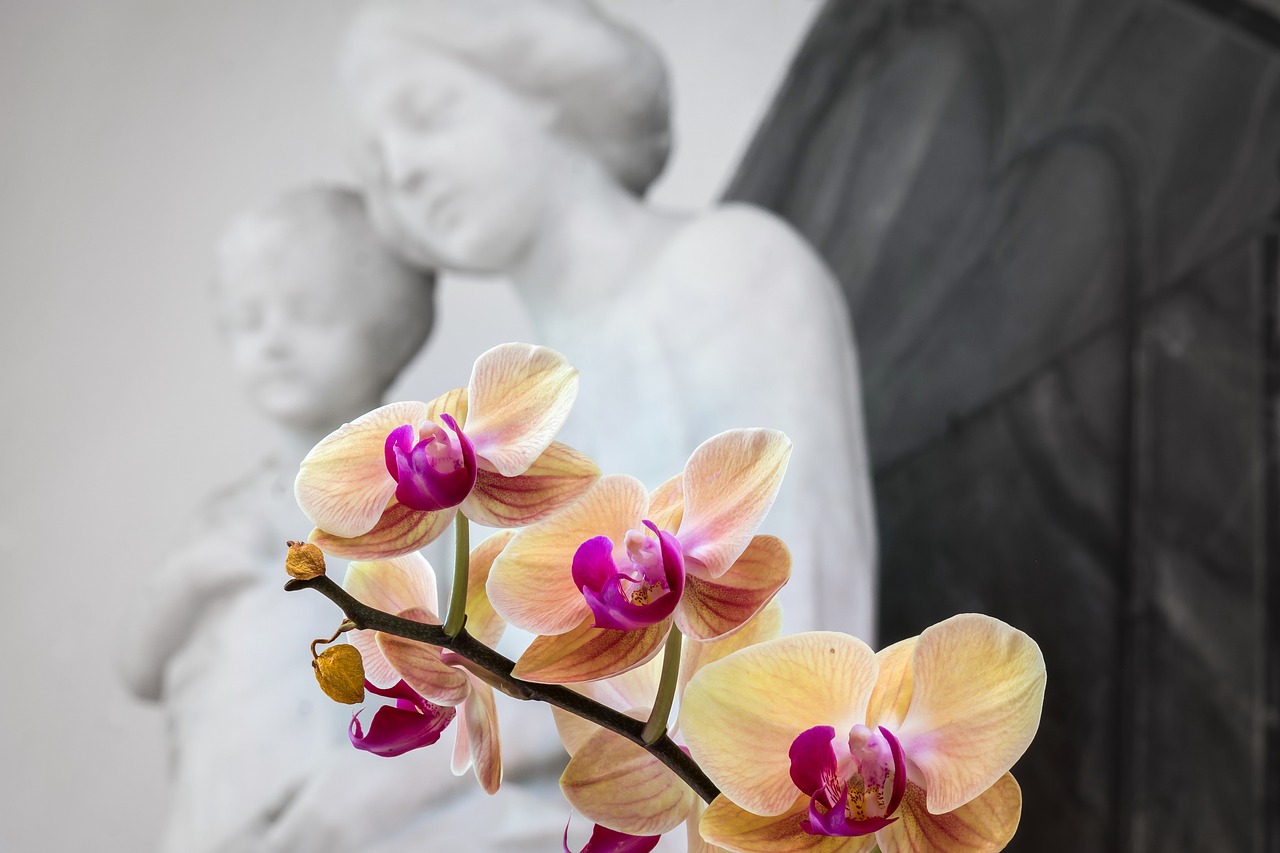 orchid maria jesus free photo