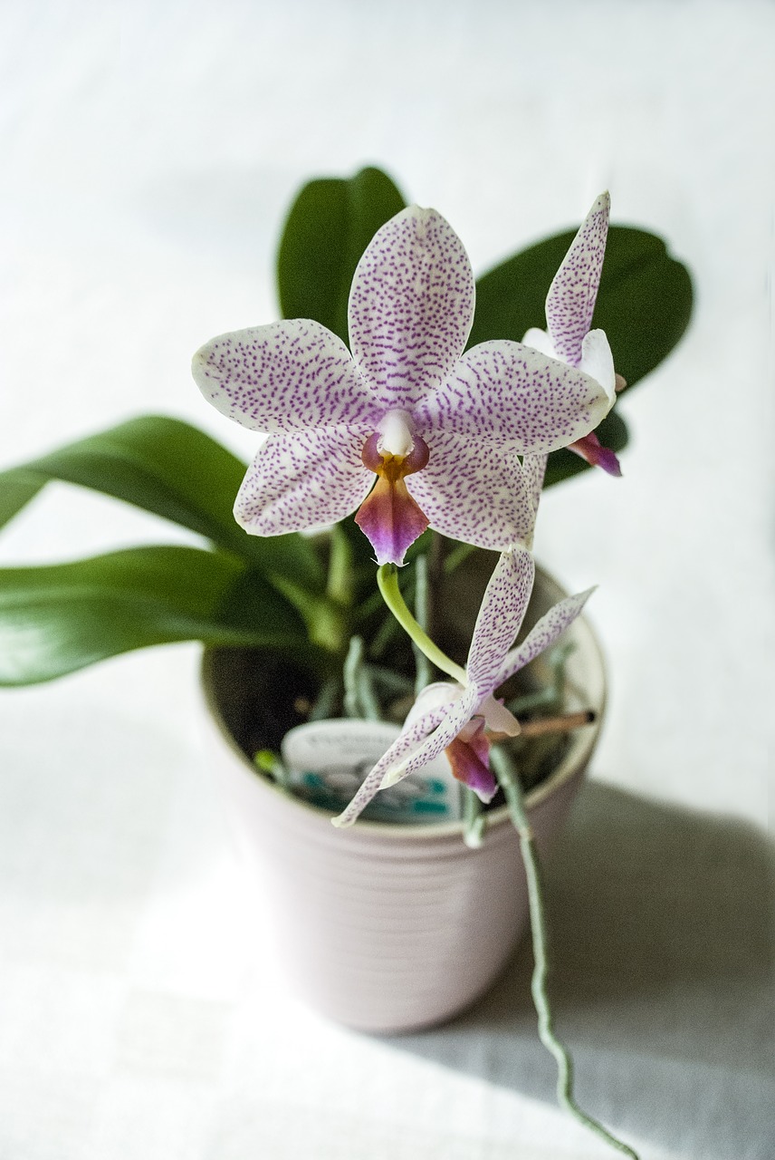 orchid at home potted plant free photo
