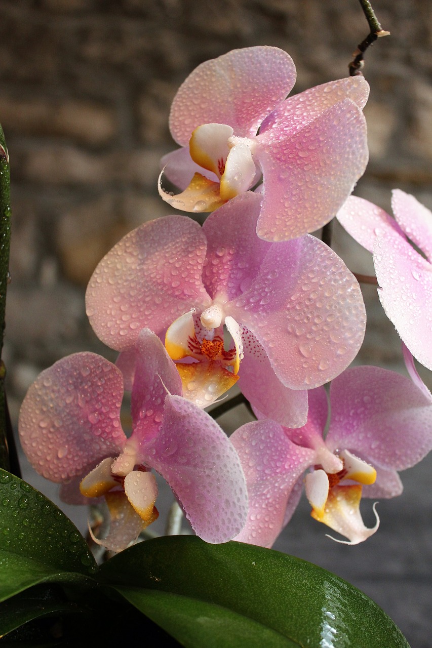 orchid flower beauty free photo