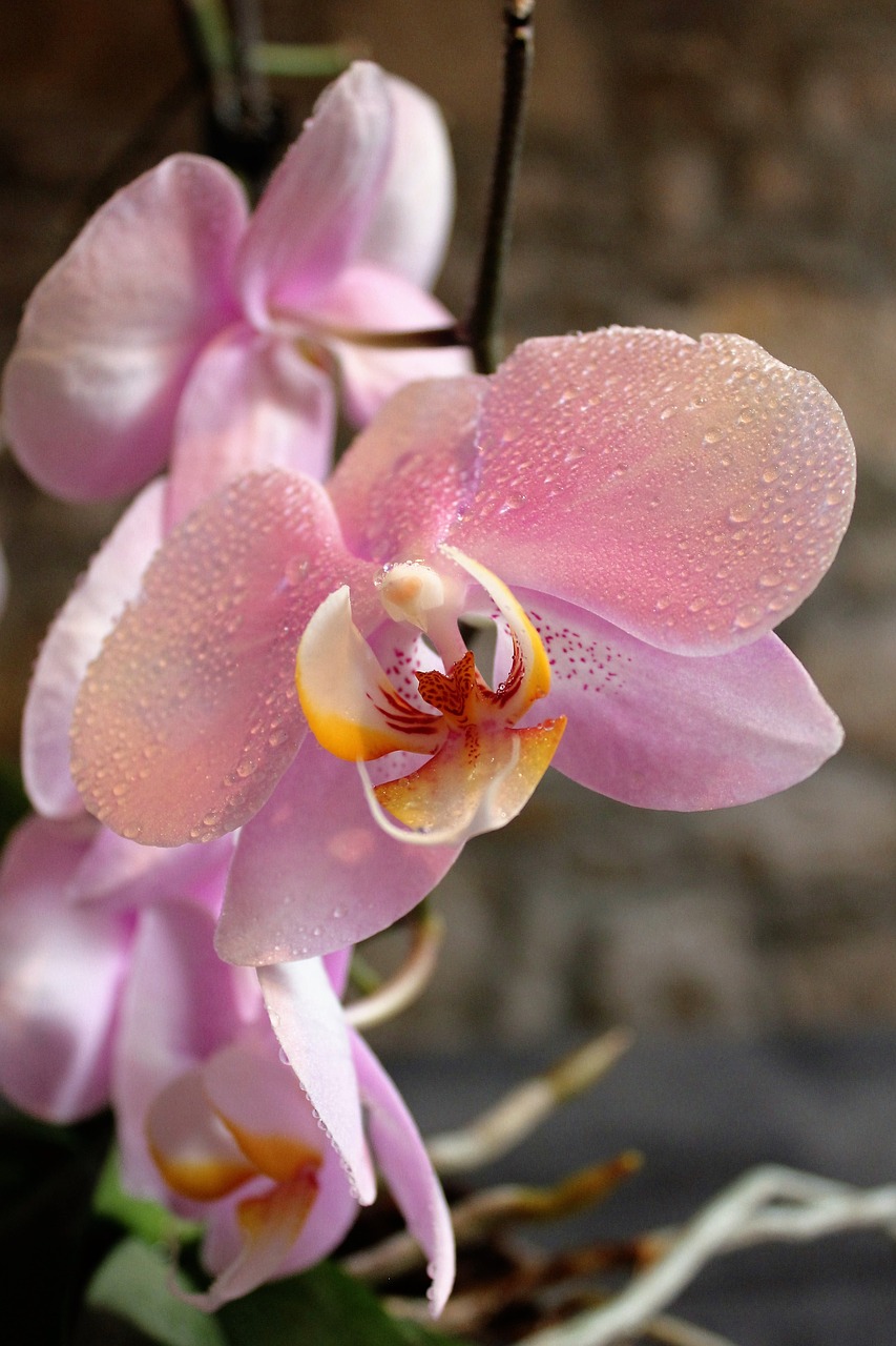 orchid flowers beauty free photo