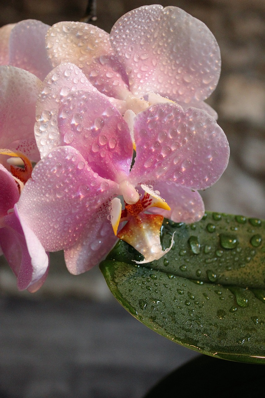 orchid flowers pink free photo