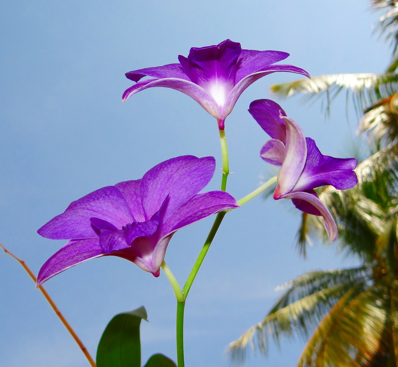 orchid dendrobium purple free photo