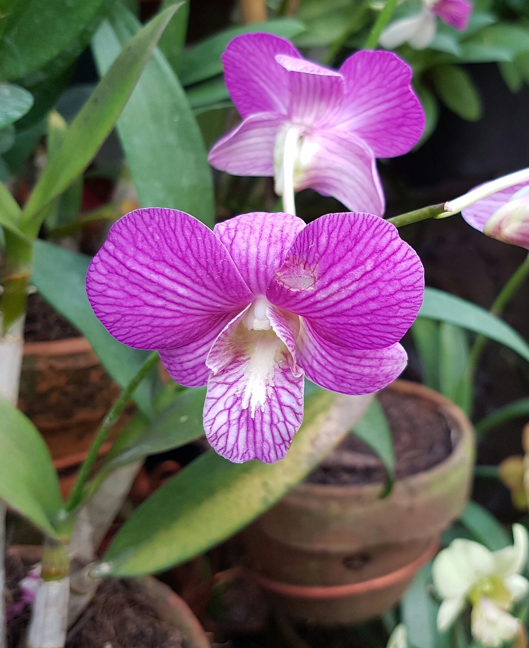 orchid exotic flora free photo