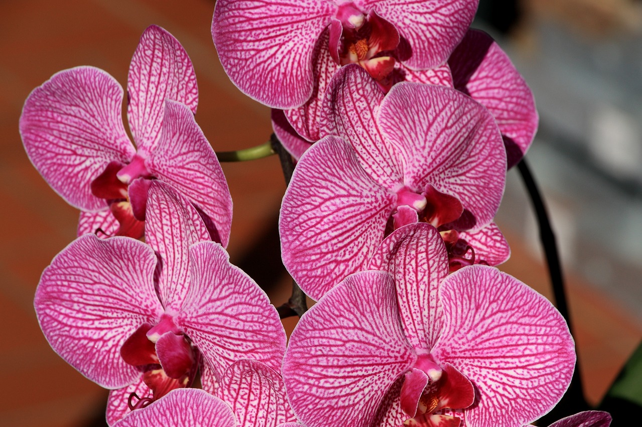 orchid close blossom free photo