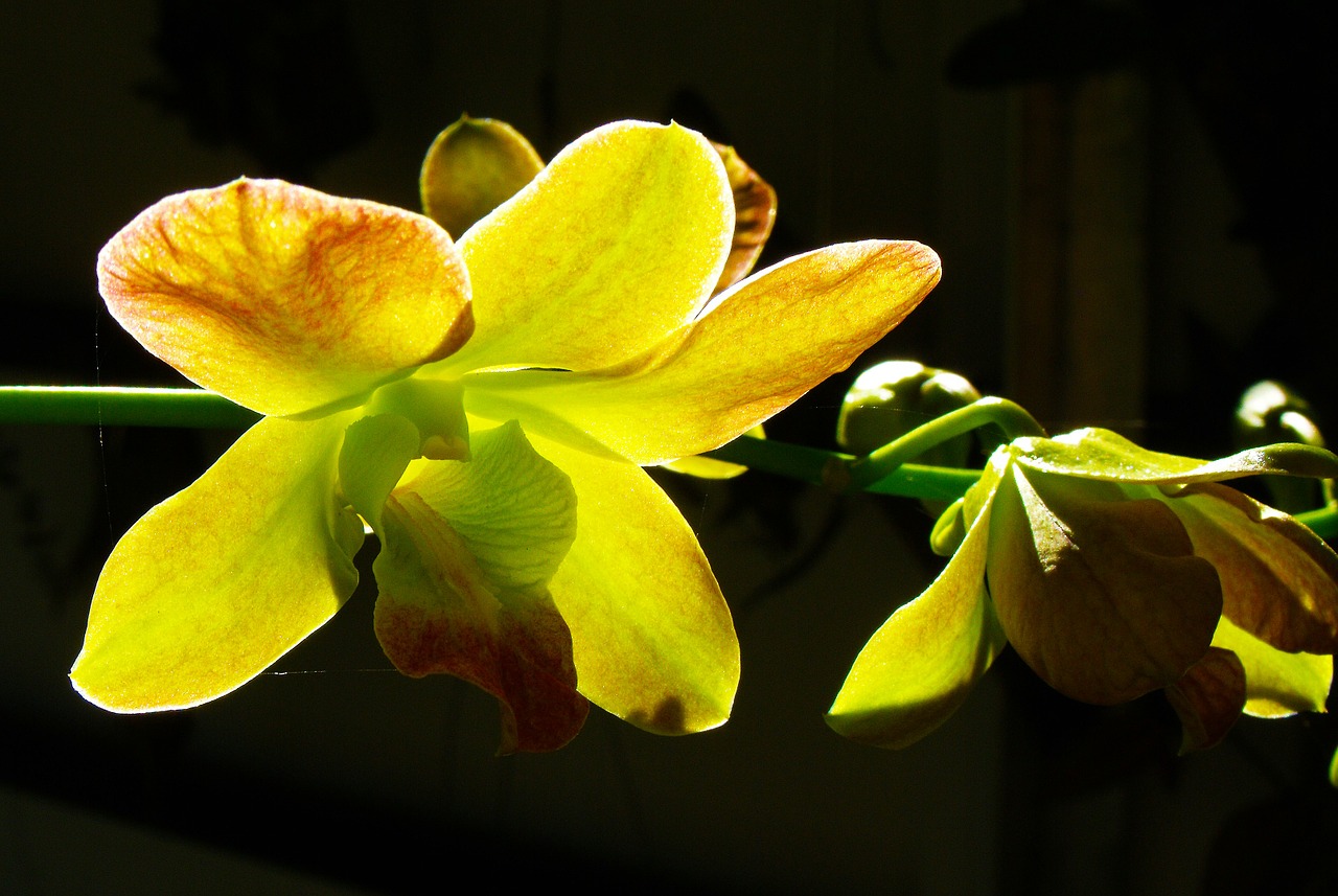 orchid yellow blossom free photo