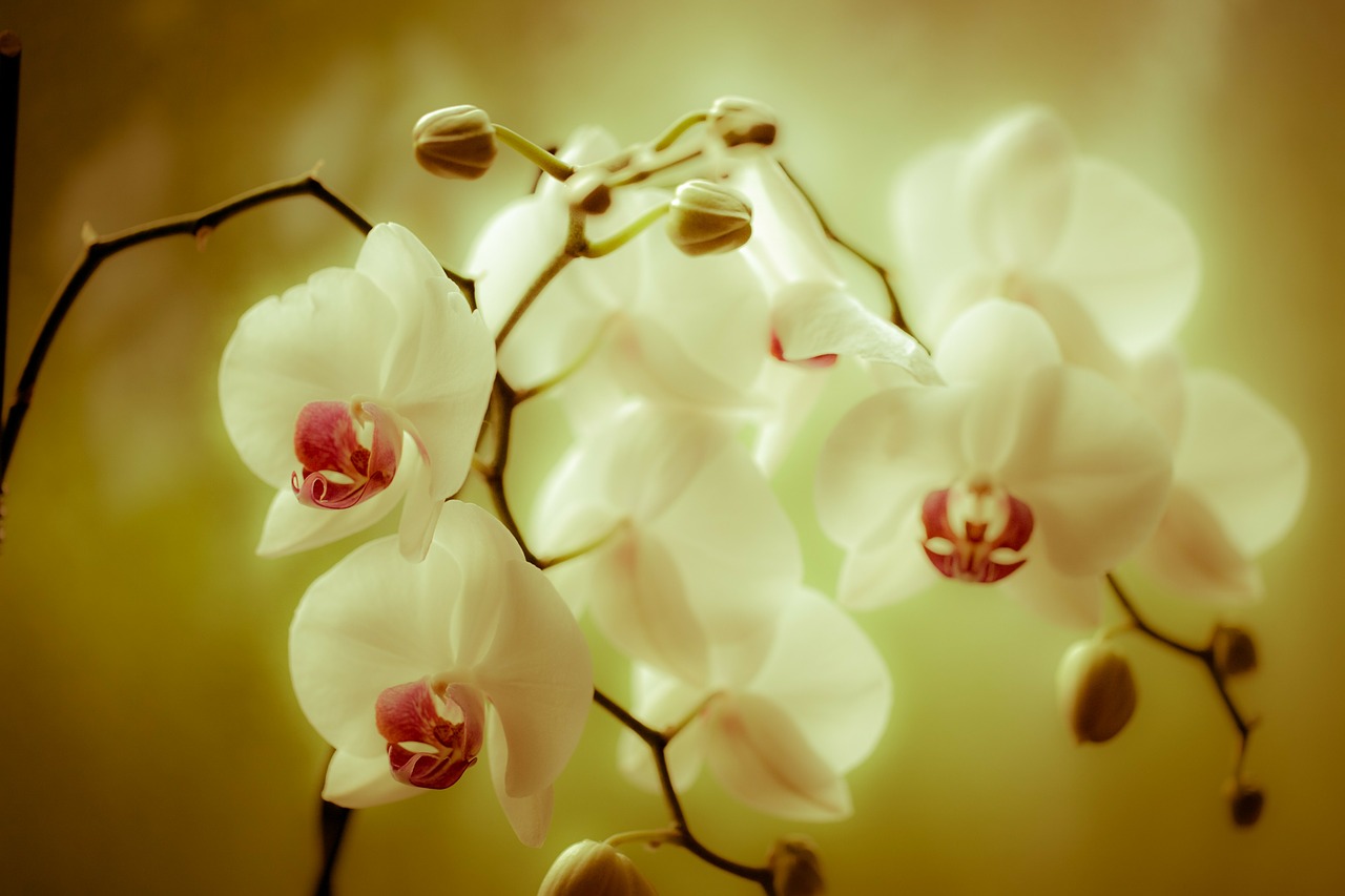 orchid phaleonopsis blossom free photo