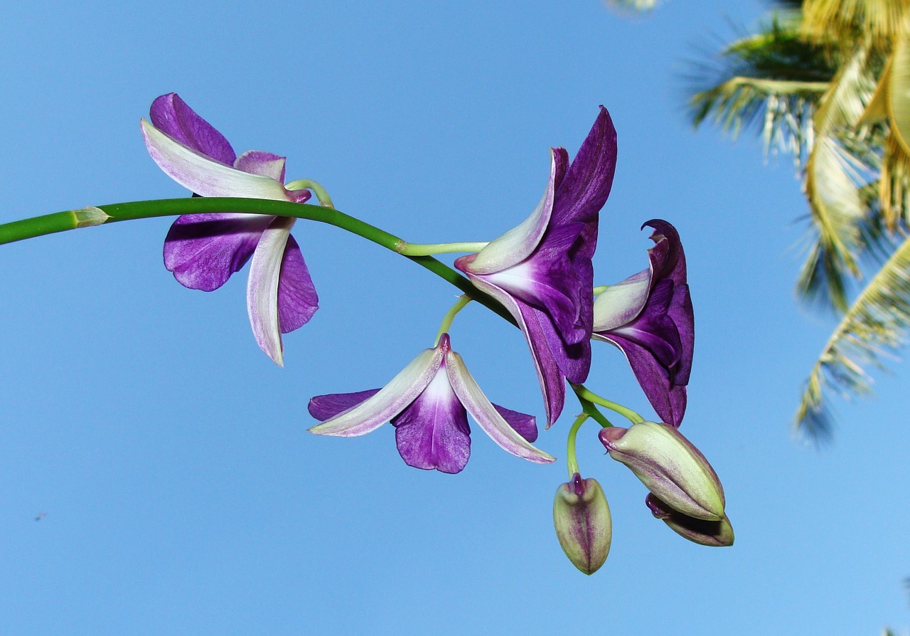 orchid flower dendrobium free photo