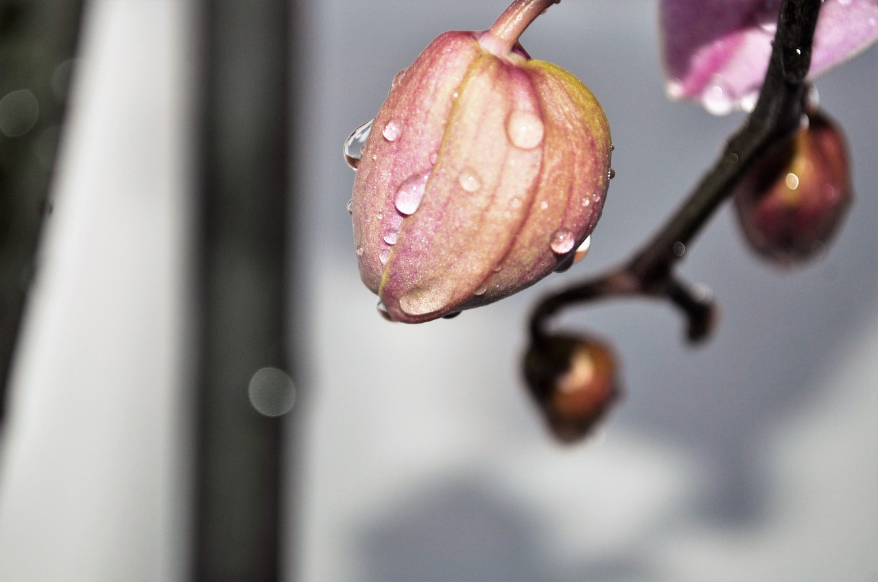 orchid bud plant free photo